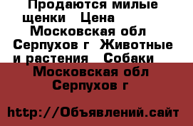Продаются милые щенки › Цена ­ 5 000 - Московская обл., Серпухов г. Животные и растения » Собаки   . Московская обл.,Серпухов г.